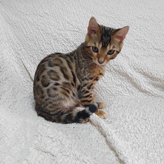 ベンガル猫の男の子もうすぐ４ヶ月です。