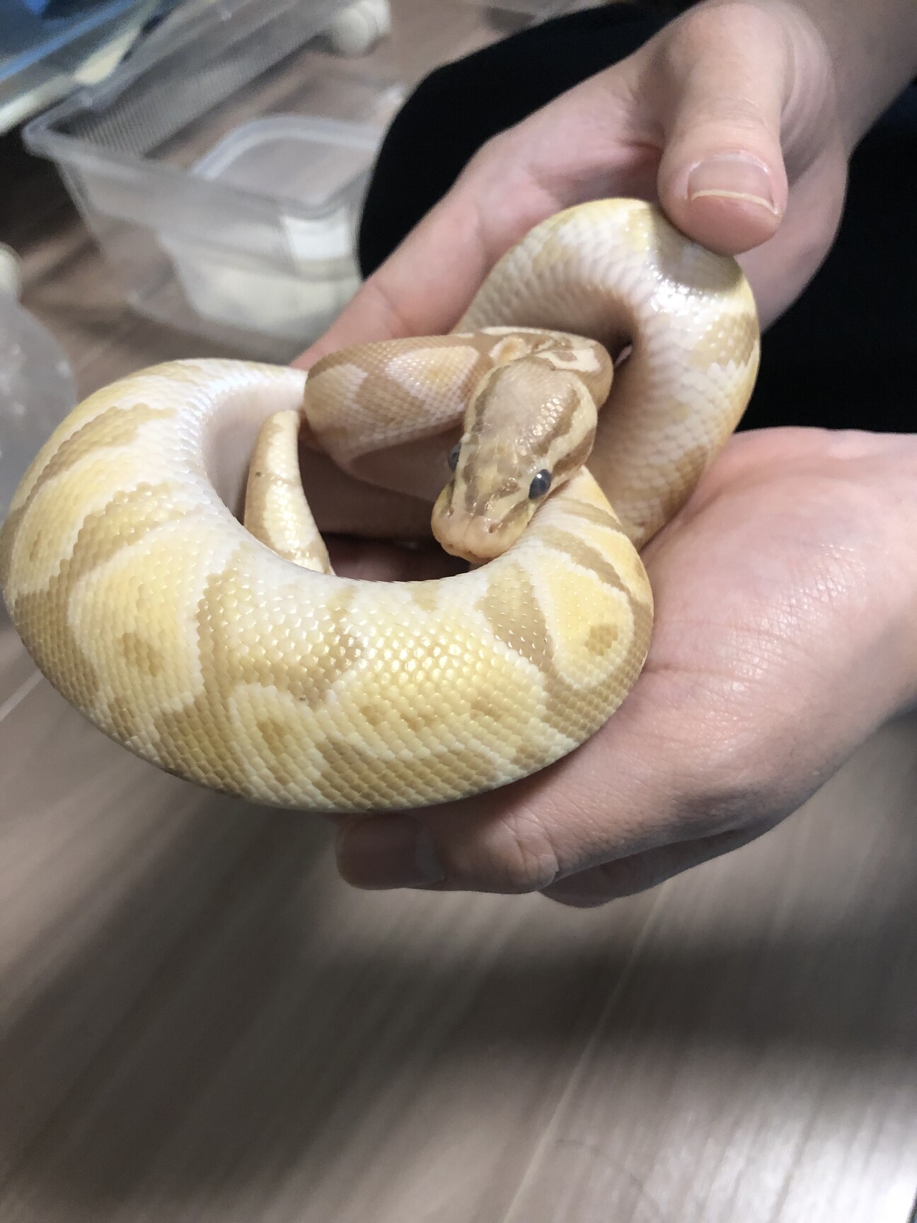 ボールパイソンの里親募集 東京都 爬虫類 他の里親募集 4040 ペットのおうち 月間利用者150万人