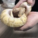 ボールパイソンの里親募集