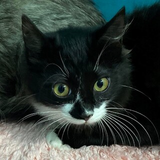 兄妹チビにゃん、長毛黒白のマイキー君！