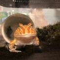 ベルツノガエルの里親募集