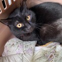 綺麗な毛並みの黒猫の女の子♡