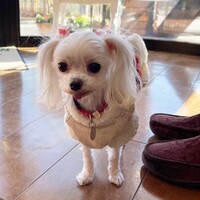 ノエル