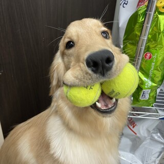 心臓病手術を乗り越えたゴールデンR　8ヶ月　男の子