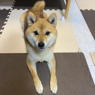 豆柴♂ 人懐っこいです。