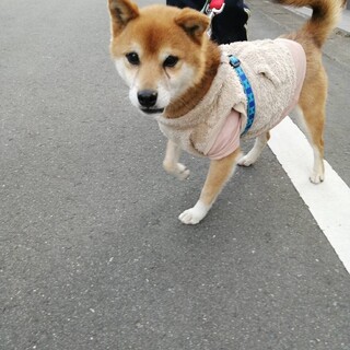 募集一旦停止チャキチャキ☆まめすけ