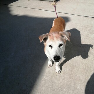 里親決定しました！