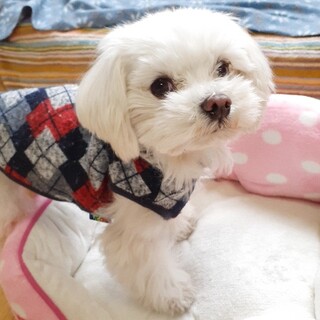 お散歩大好きなマルチーズ、ヒロくん♪