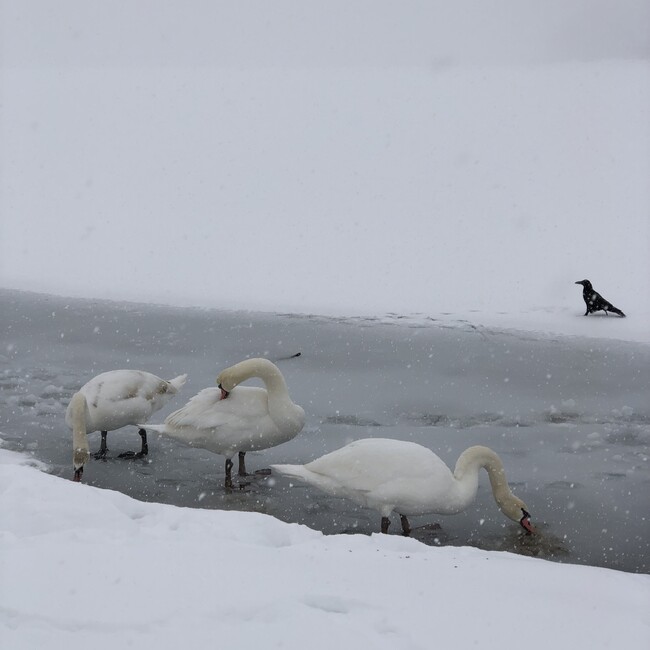 まっけんじーのカバー写真