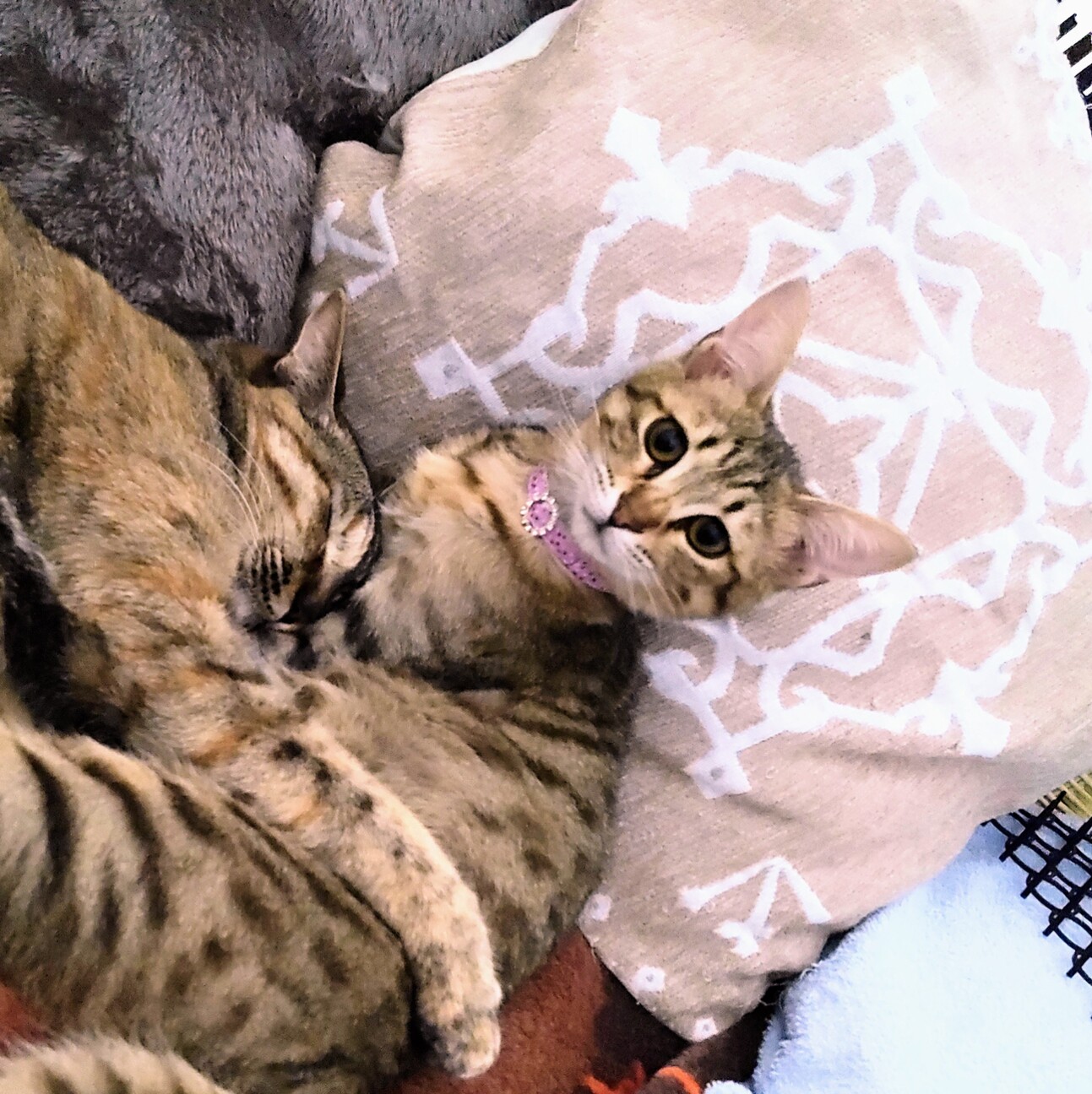 募集一時停止 タレ目で 大阪府 猫の里親募集 ペットのおうち 月間利用者150万人