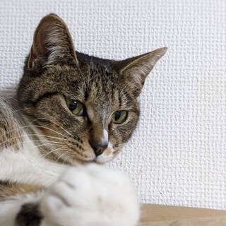 3/6荒川区譲渡会　うりちゃん　一歳半