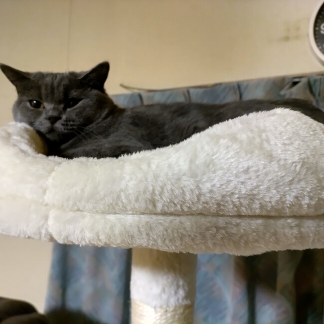 マダムココのカバー写真