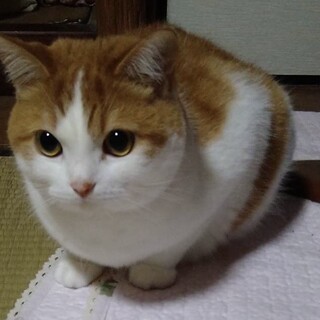 マンチカンの男の子です