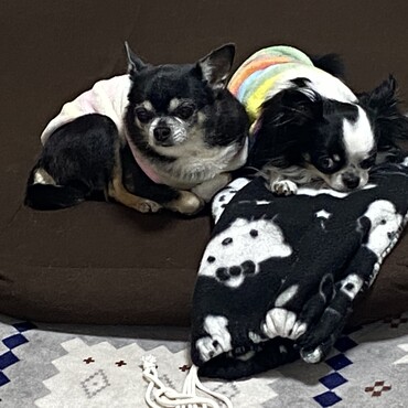 あざといポーズがうまいくろすけ