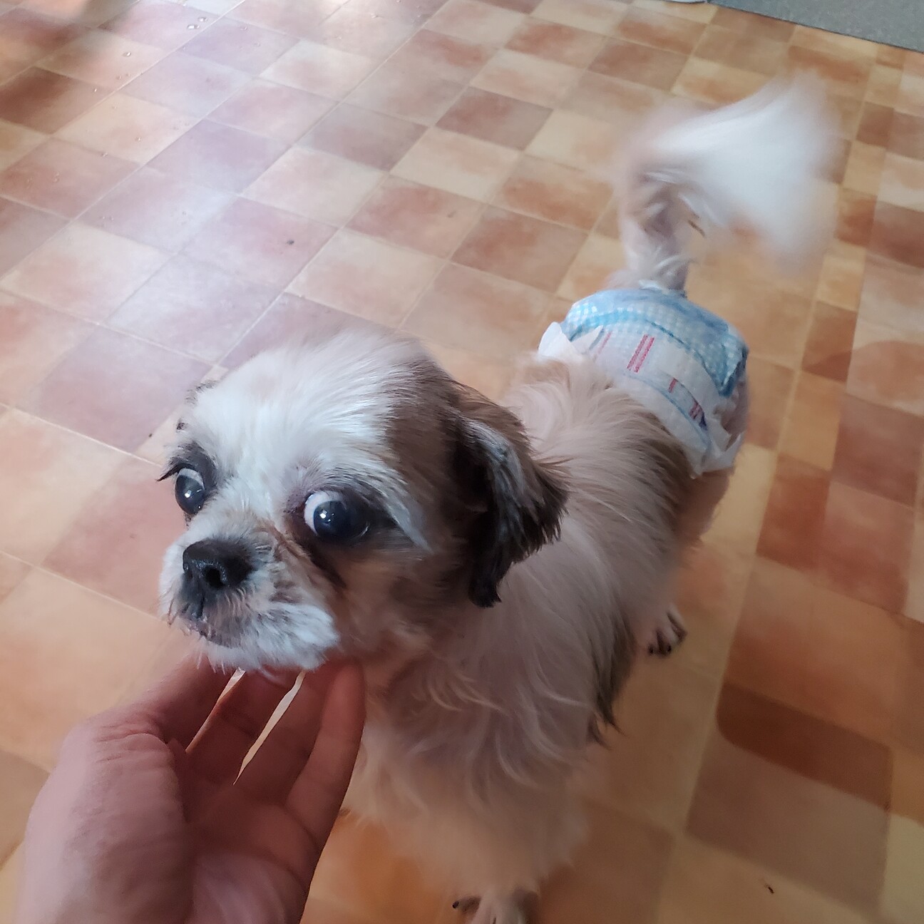 おとなしい かわいい シ 兵庫県 犬の里親募集 ペットのおうち 月間利用者150万人