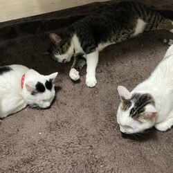 まつりさん、ついにこの日が…