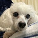 クリクリお目々の甘えっ子♡ニカちゃん
