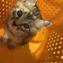 甘えんぼなアメショー柄のオス猫ちゃんです！
