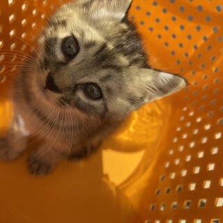 甘えんぼなアメショー柄のオス猫ちゃんです！