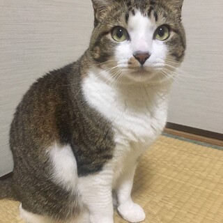 人馴れ抜群 飼い主さんとお別れしたしょう君　4歳　