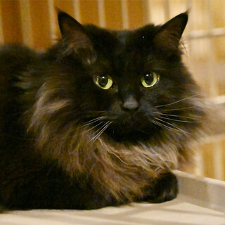 黒長毛ゴージャスな猫さんです(*^^*)