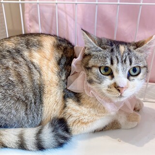 とっても可愛い美猫さん♡