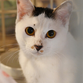 大きな瞳の美猫さん（マンクス似）