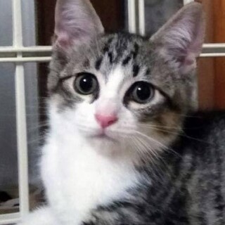 とっても可愛い、キジ白のピッピちゃん！