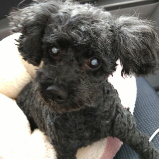 繁殖屋で使われ続けた全盲のトイプー