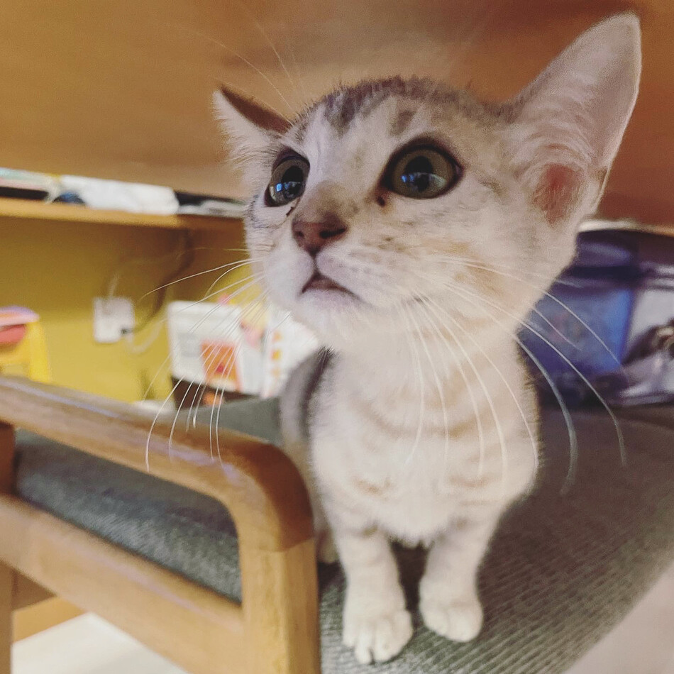 みるくのカバー写真