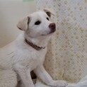 生後約4ヶ月残り子犬里親緊急募集