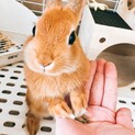 【一旦募集停止中】ネザーランド・ドワーフ　男の子
