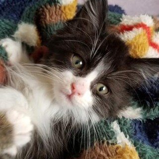 多頭飼育のお宅からレスキュー！長毛４姉妹①ルカ