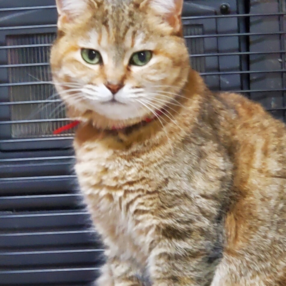 ちびのカバー写真
