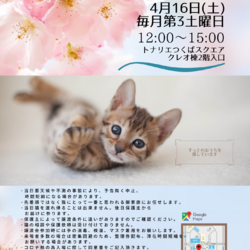 猫の譲渡会