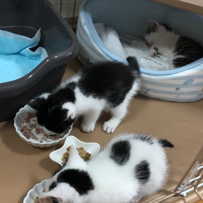 にこにこぷんたんのカバー写真