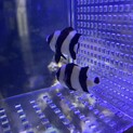 ヨスジリュウキュウスズメダイ 2匹