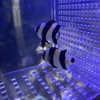 ヨスジリュウキュウスズメダイ 2匹