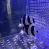 ヨスジリュウキュウスズメダイ 2匹 サムネイル2