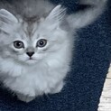 大切に飼って頂ける方に