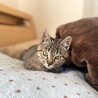 子猫のそぼろ君！ サムネイル3