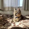 子猫のそぼろ君！ サムネイル5