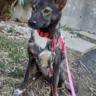 「ジーラ」女の子