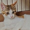 子猫3ヶ月、里親募集中