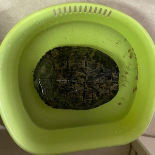 みどり亀のみーちゃん飼い主募集中