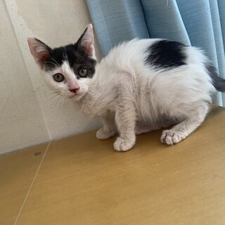 多頭崩壊からのレスキュー  黒白のばらちゃん3ヶ月