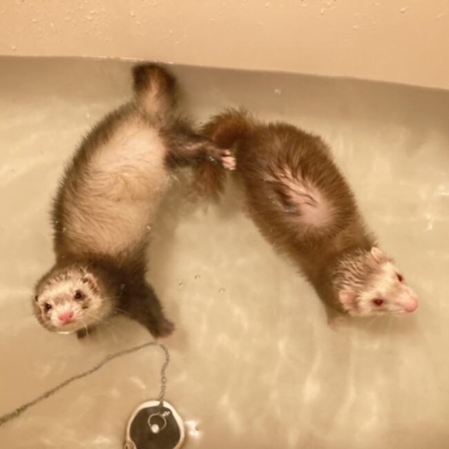 いたちっち♡のカバー写真