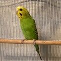セキセイインコのぴーちゃんの里親さん募集中！