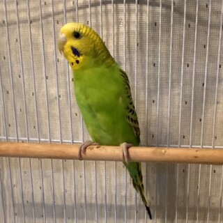 セキセイインコのぴーちゃんの里親さん募集中！