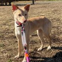 小ぶりな中型犬✴︎リカちゃんの家族を探してます